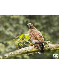 گونه سارگپه تاجدار Crested Honey Buzzard